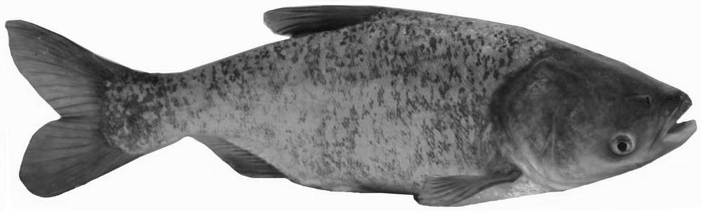 Large-scale preparation method of natural gynogenesis bighead carp derived from distant hybridization
