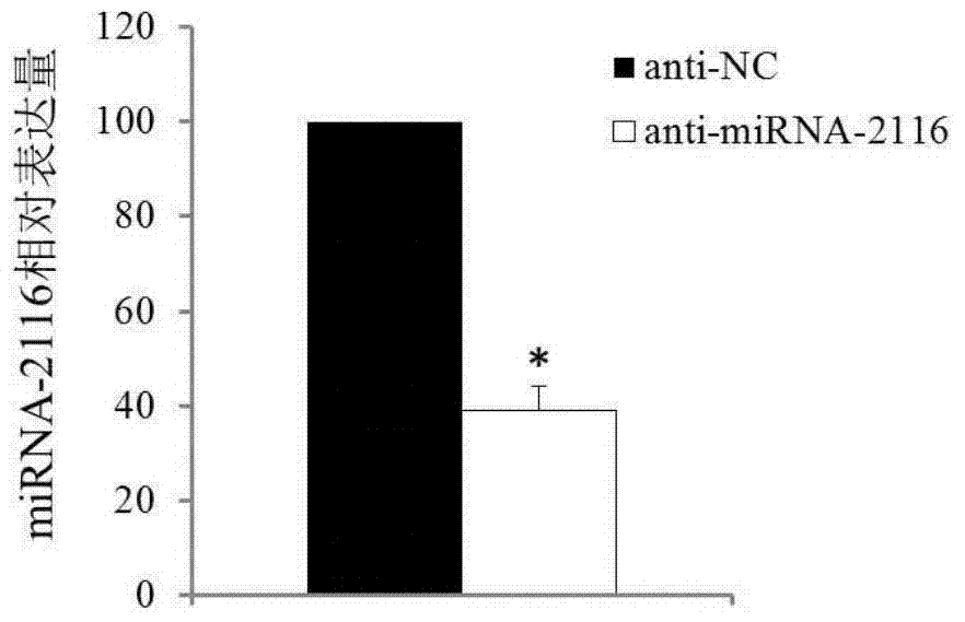 Lung adenocarcinoma miRNA marker