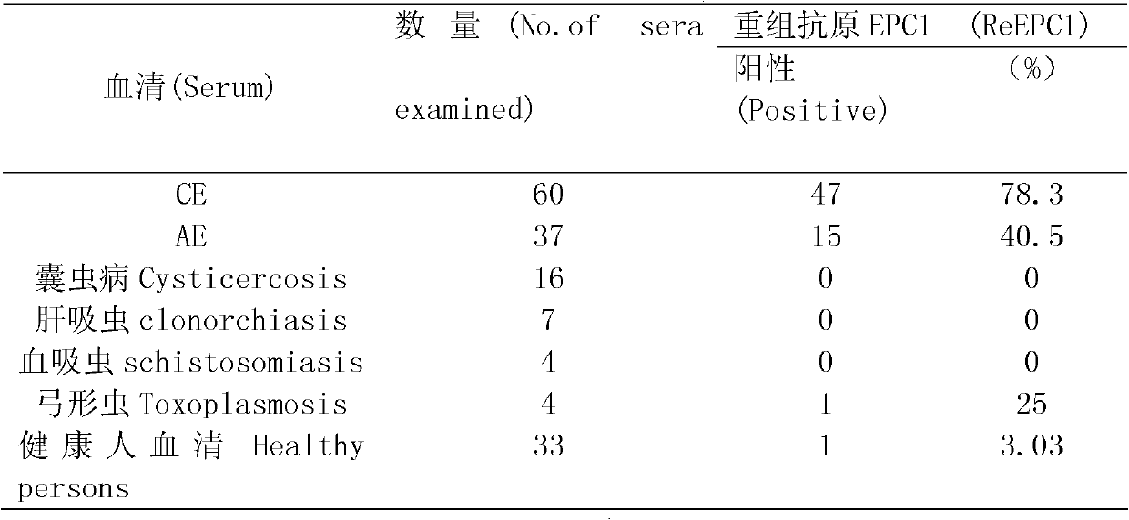 Recombinant antigenic protein for diagnosing echinococcosis granulosus, preparation method thereof and use thereof