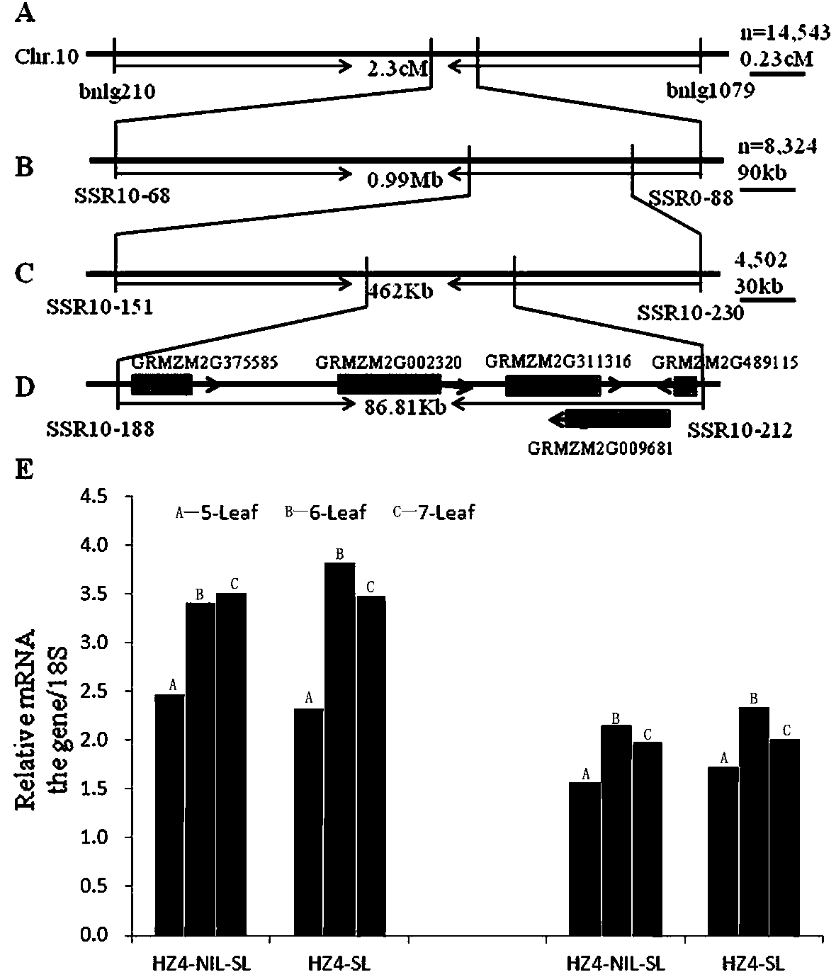 A method for breeding early flowering maize by using maize zmdps10-2 gene and its application