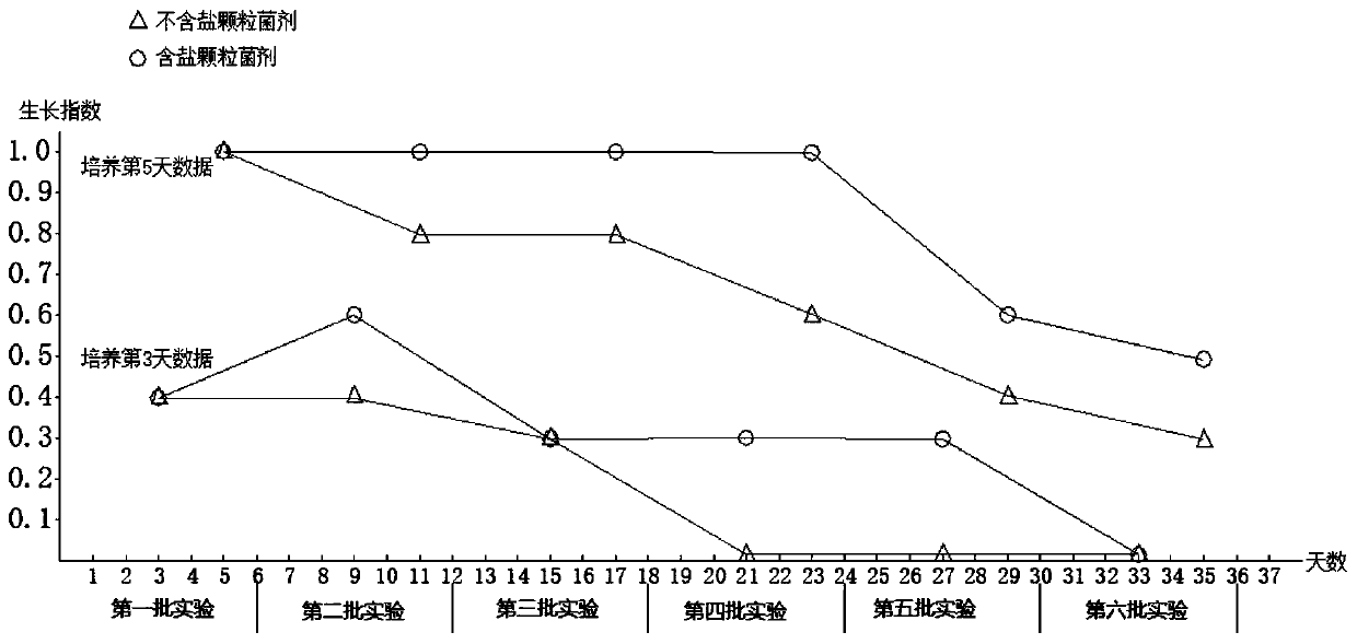 Preparation and sowing method of ectomycorrhizal fungus granule strain