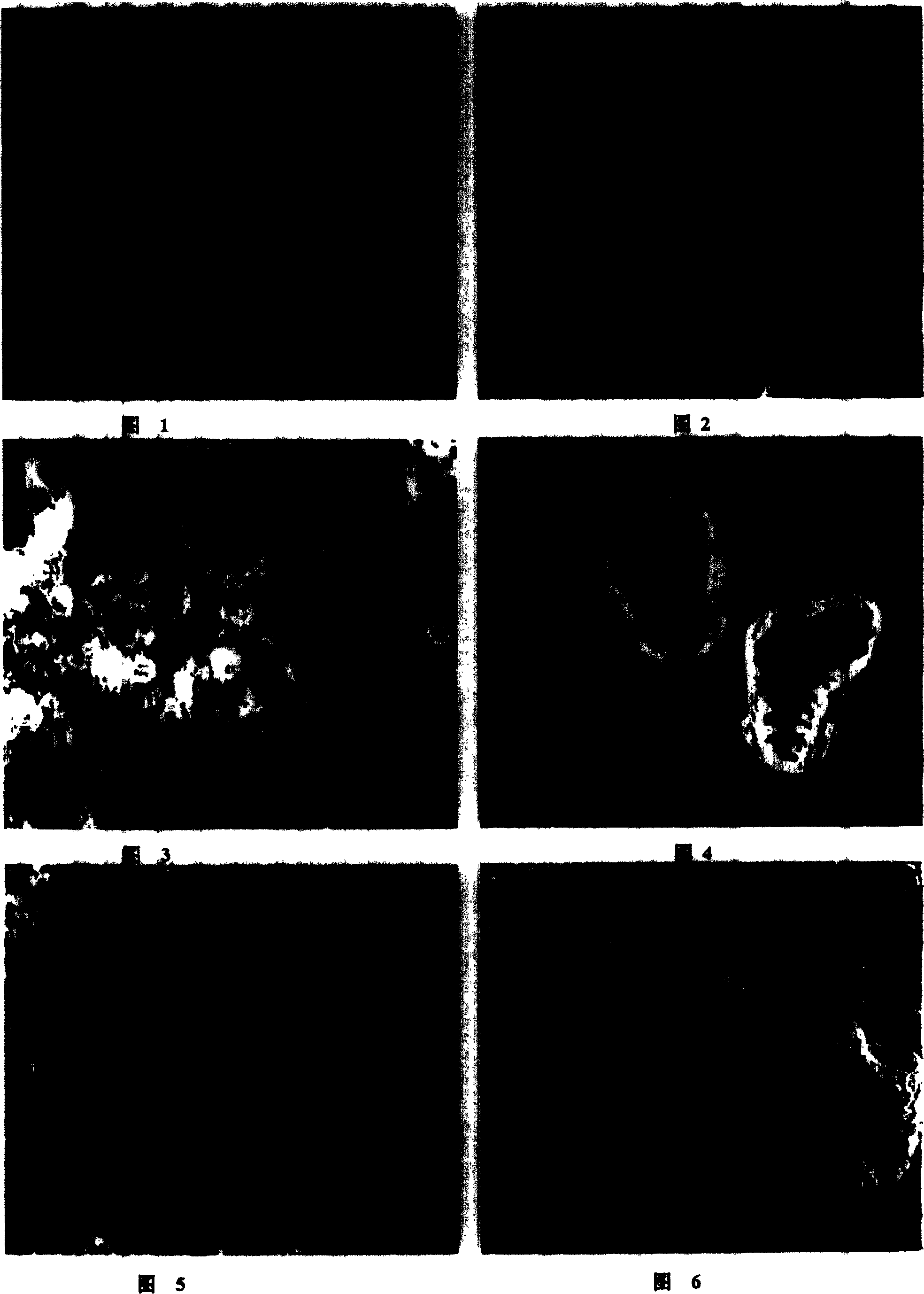 Organism tissue staining method