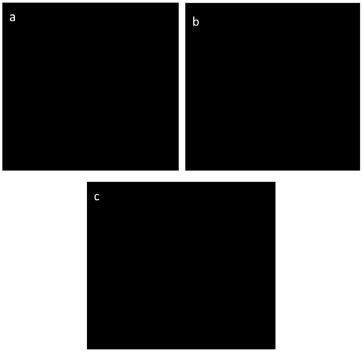 A kind of recombinant hek293 cell with high expression of ephrinb2 and its application