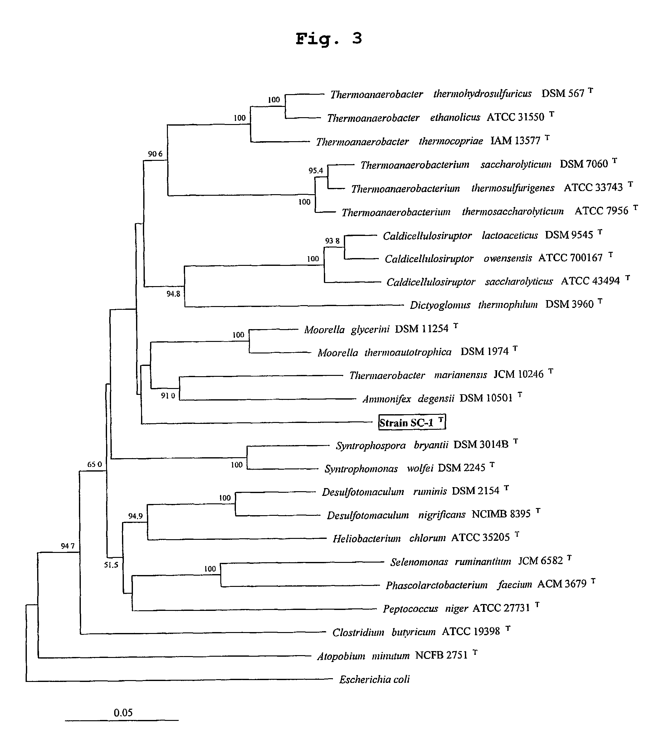 Obligately symbiotic thermophile symbiobacterium toebii SC-1 producing thermostable L-tyrosine phenol-lyase and L-tryptophan indole-lyase and a method for screening its relative bacteria