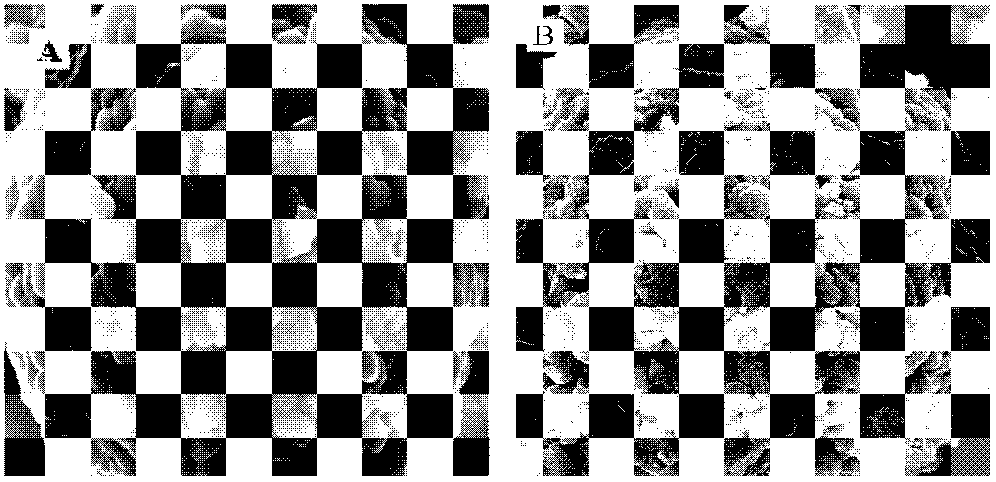 Lithium ion battery anode material with LiCoO2 coated on surface and preparation method for lithium ion battery anode material