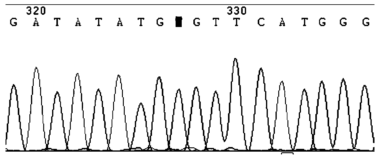 Nucleic acid composition and reagent kit for detecting cardiovascular disease medication related genes based on nucleic acid mass-spectrometric technique, and detection method