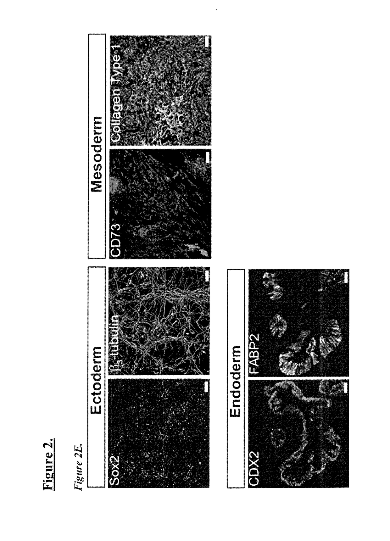 Novel and efficient method for reprogramming blood to induced pluripotent stem cells