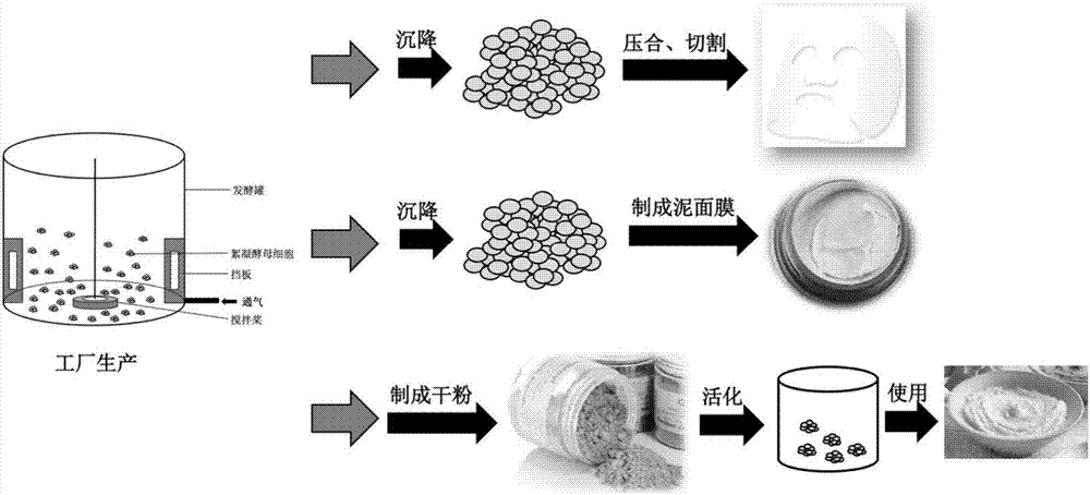 Live yeast cell facial mask as well as preparation method and application method thereof