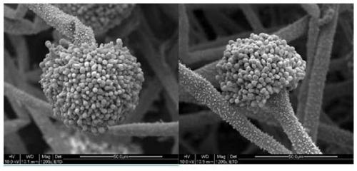 Method for improving quality of mechanized Shaoxing rice wine