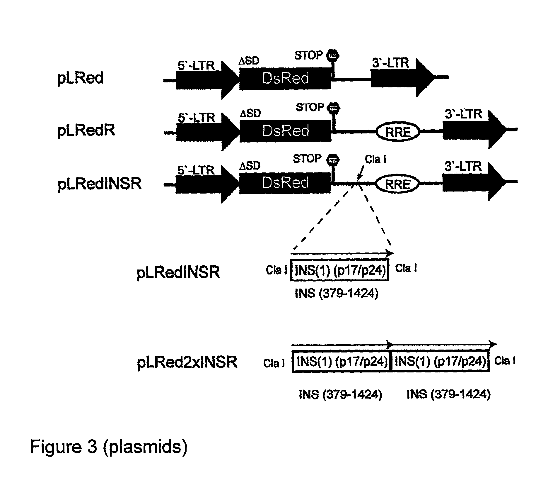 Reporter gene construct for the detection of HIV Rev and HIV Tat