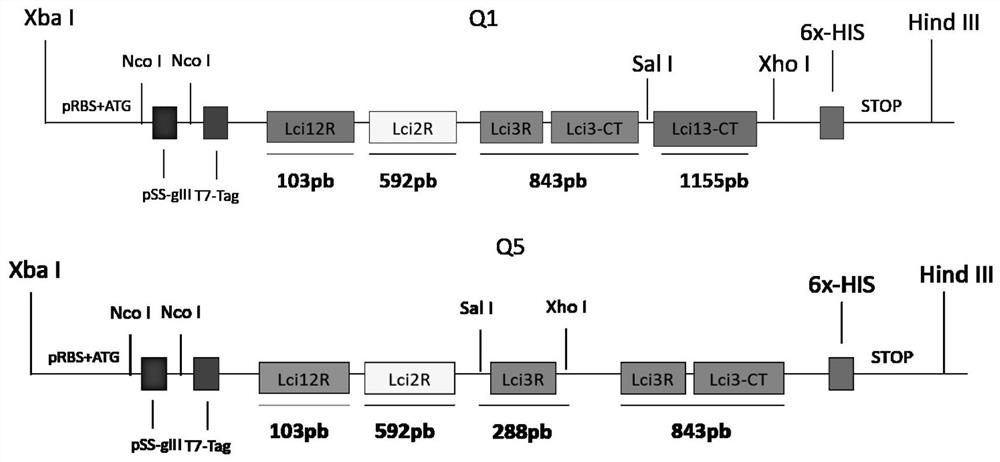 Chimeric protein, method of production and use thereof, and also a nucleic acid molecule, expression cassette, expression vector, host cell, composition for the diagnosis of leishmaniasis, kit for the diagnosis of leishmaniasis and method of diagnosis of leishmaniasis in vitro