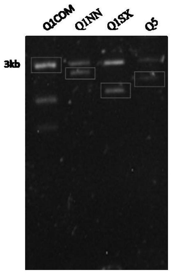 Chimeric protein, method of production and use thereof, and also a nucleic acid molecule, expression cassette, expression vector, host cell, composition for the diagnosis of leishmaniasis, kit for the diagnosis of leishmaniasis and method of diagnosis of leishmaniasis in vitro