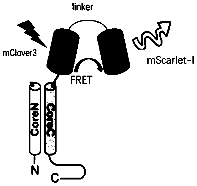 FRET-based fusion protein, and fluorescent nanoparticle and application thereof