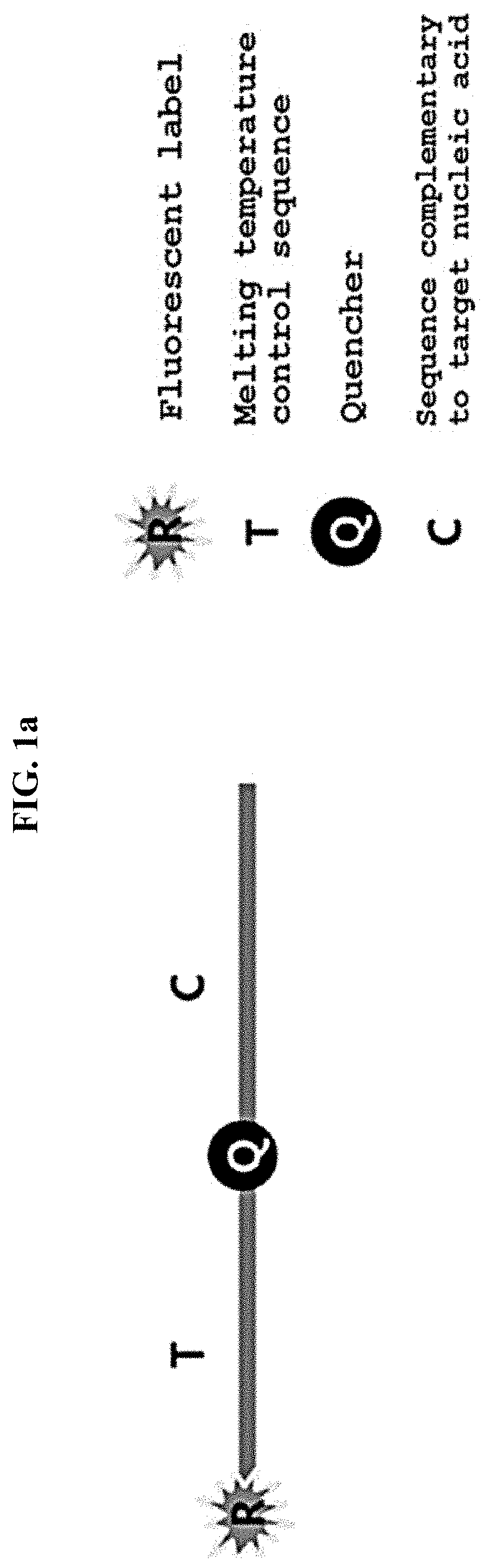 Multiple analysis method for amplicon by using fluorescence-based multiple melting analysis