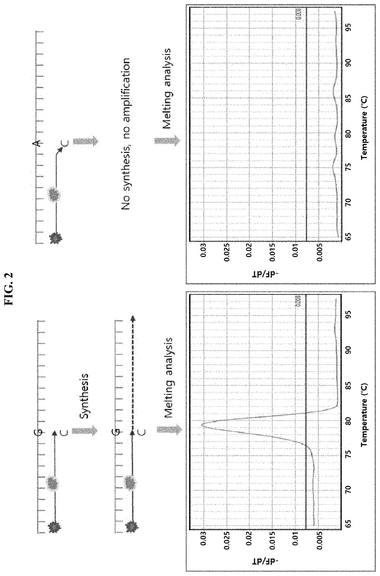 Multiple analysis method for amplicon by using fluorescence-based multiple melting analysis