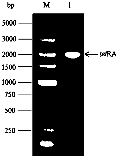 Mutator strain with loss of correcting function of escherichia coli dnaQ gene, and preparation method and applications thereof