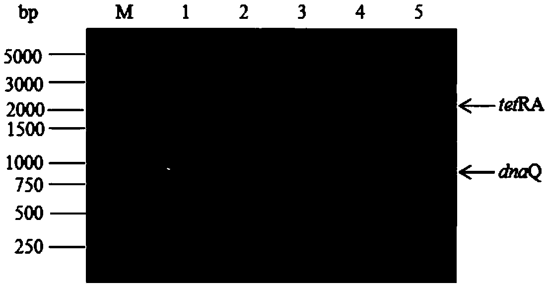 Mutator strain with loss of correcting function of escherichia coli dnaQ gene, and preparation method and applications thereof