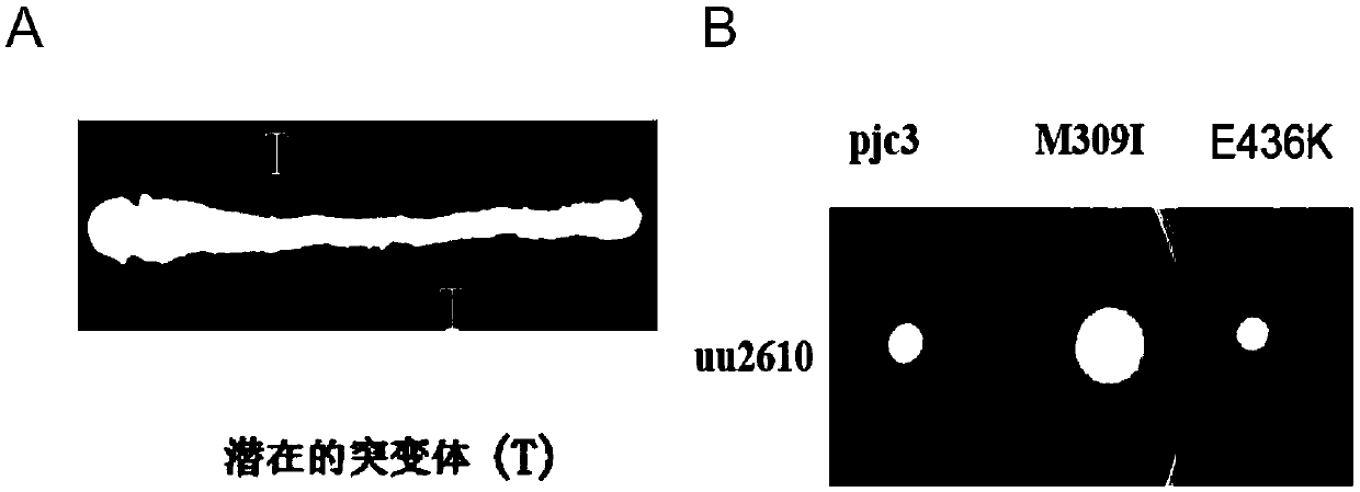 Mutator strain with loss of correcting function of escherichia coli dnaQ gene, and preparation method and applications thereof