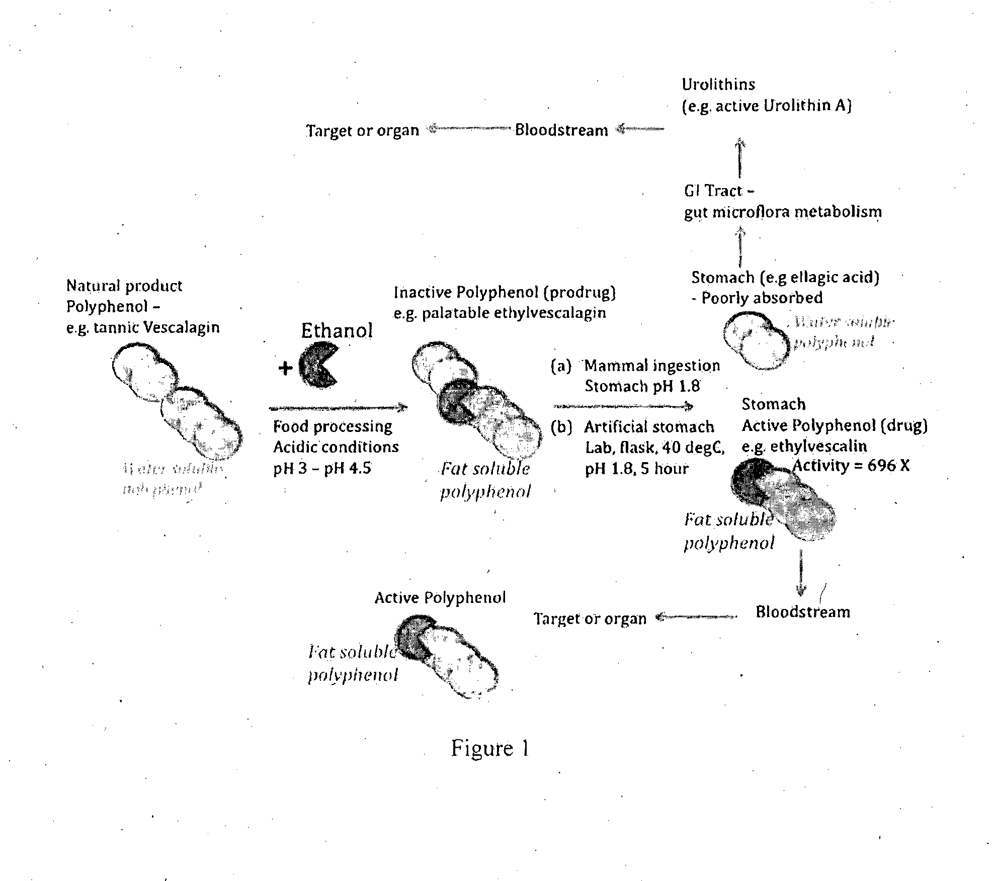 Modified polyphenols and modified polyphenol compositions