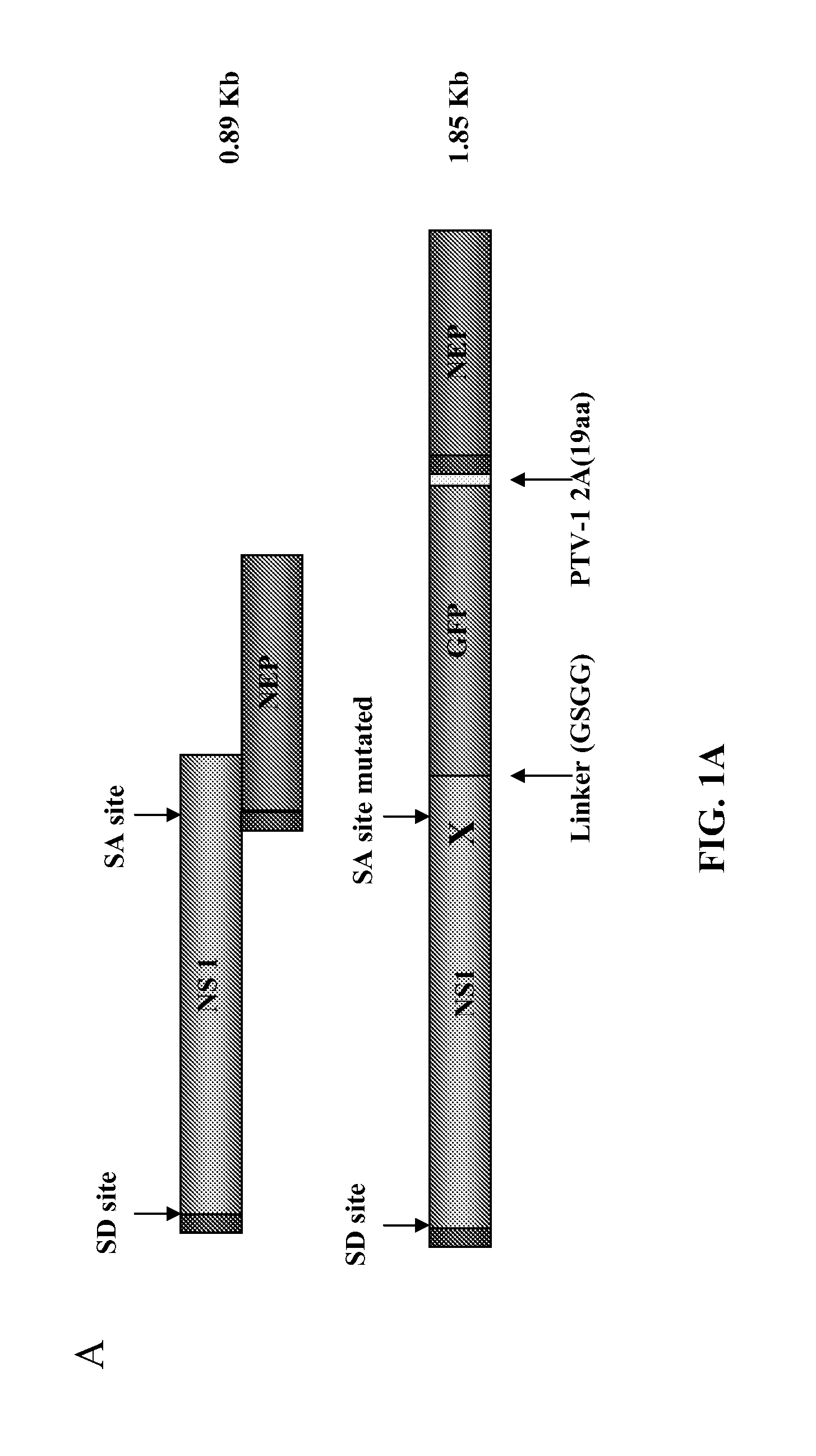 Recombinant influenza viruses and uses thereof