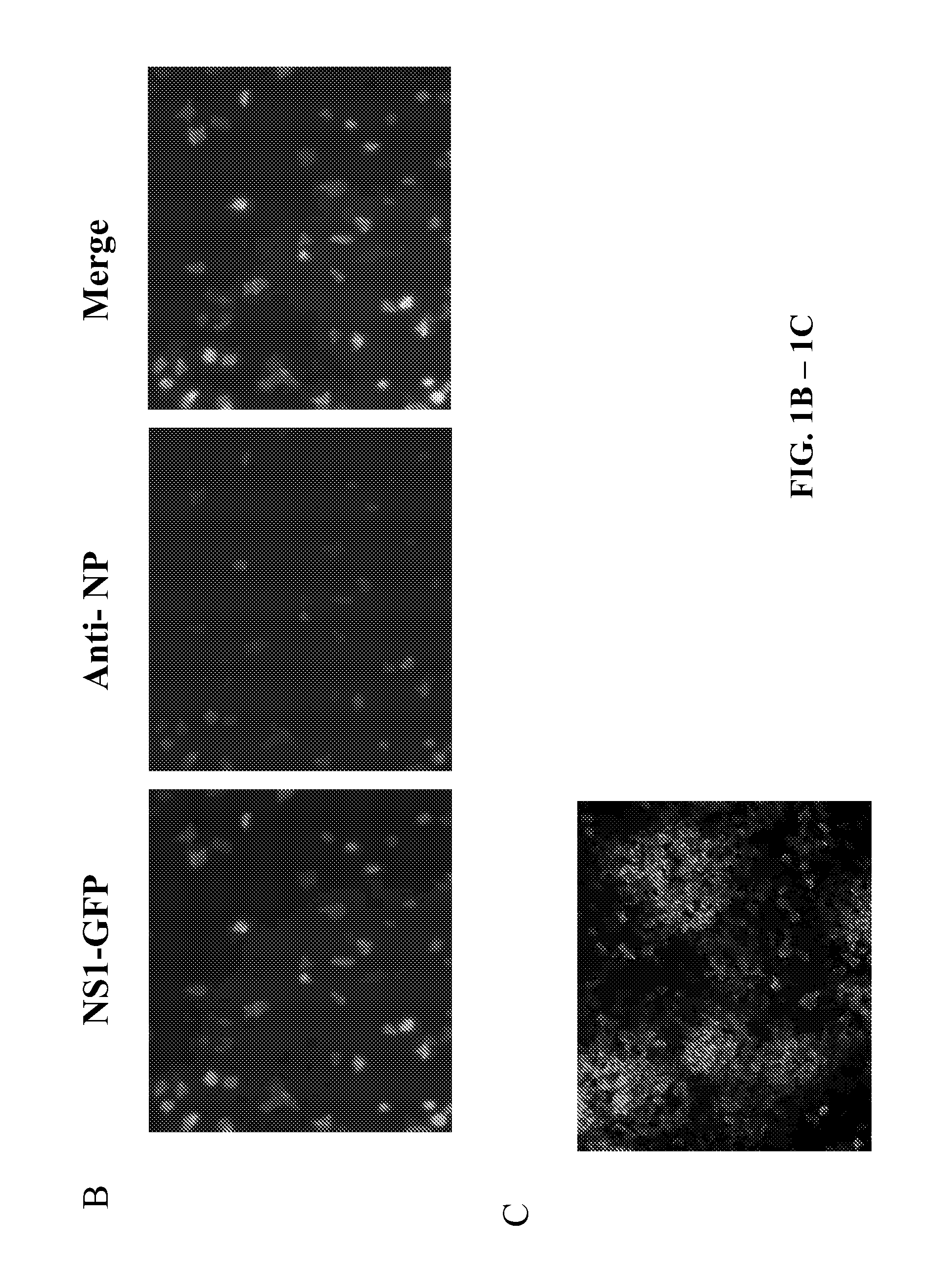 Recombinant influenza viruses and uses thereof