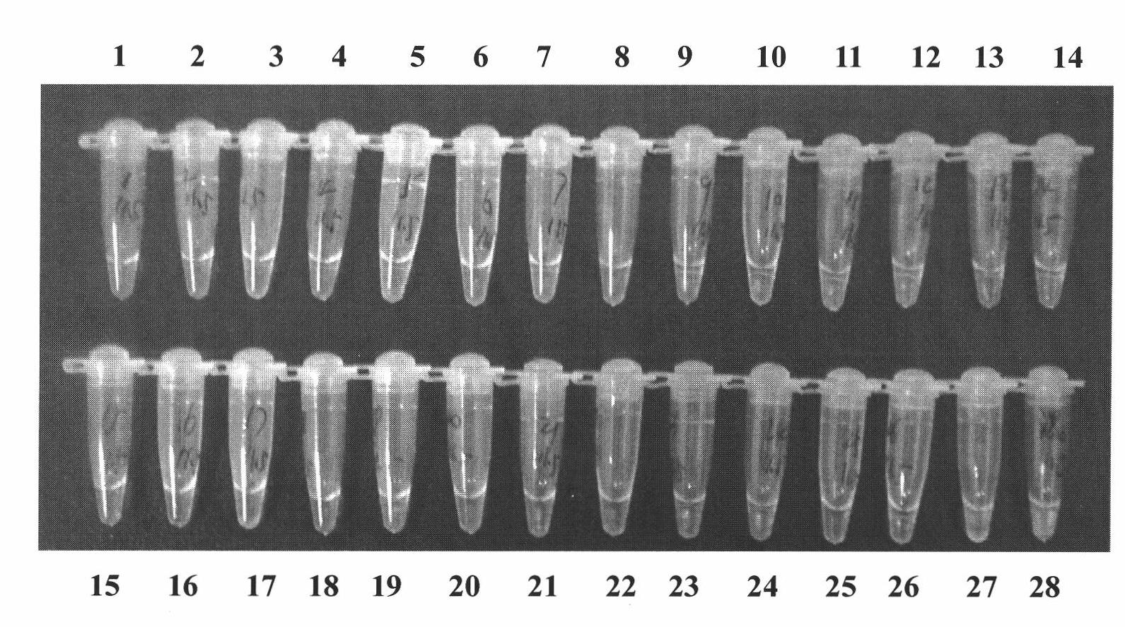 Primer group for detecting Yersinia pestis, rapid diagnosis kit and detection method