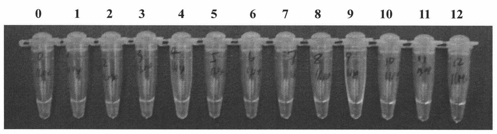 Primer group for detecting Yersinia pestis, rapid diagnosis kit and detection method