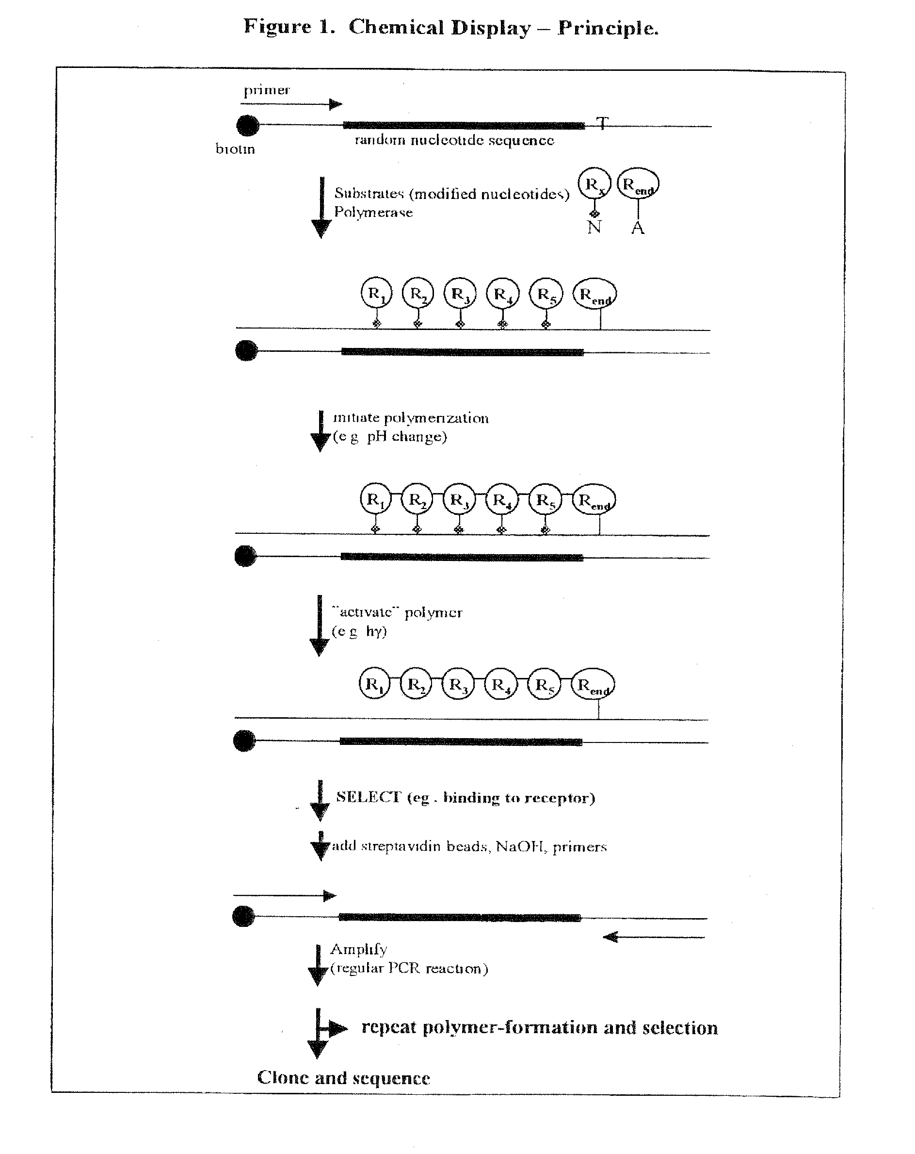 Templated molecules and methods for using such molecules