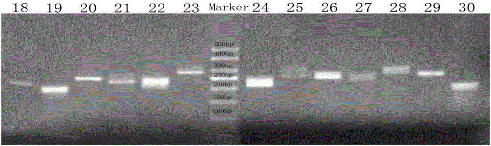 Naked mole rat microsatellite marker site, primer and application thereof