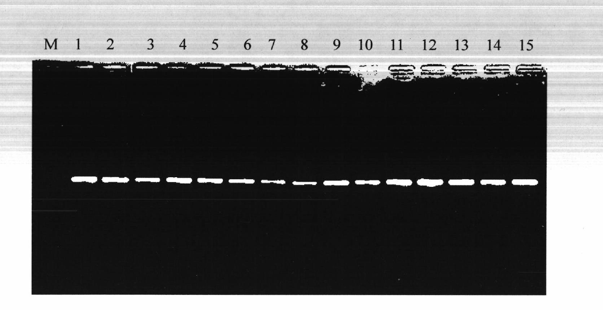 Molecular marker authenticating method for related gene of cucumber propamocarb residue