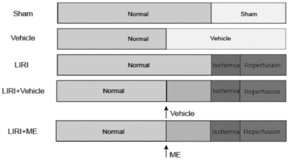 Application of methyleugenol in preparation of medicine for relieving hepatic ischemia-reperfusion injury