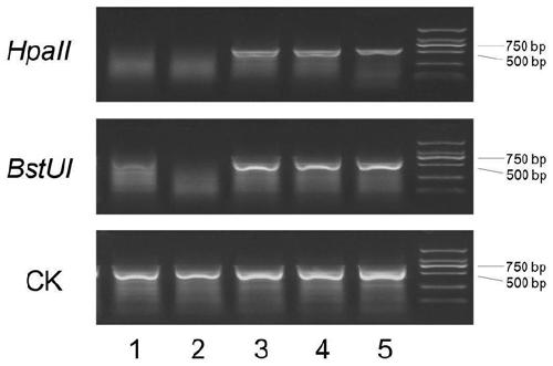 Primer and method for rapidly detecting methylation level of wheat photoperiod gene Ppd-B1 and applications thereof