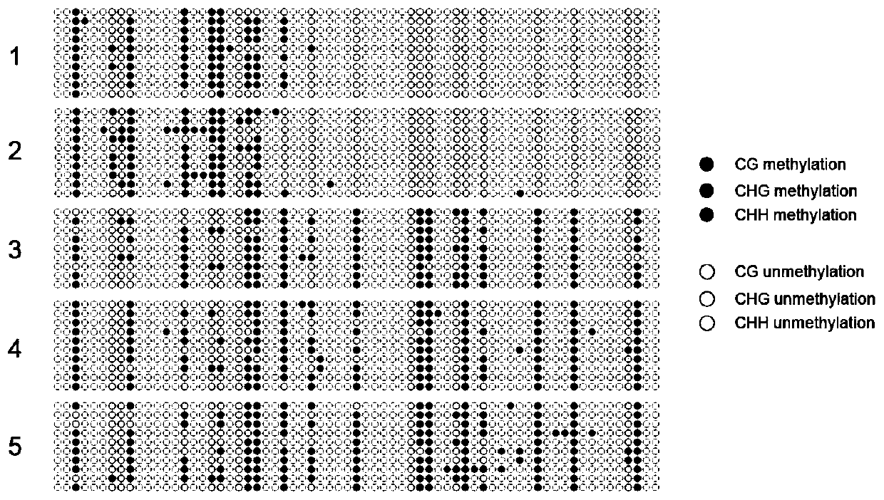 Primer and method for rapidly detecting methylation level of wheat photoperiod gene Ppd-B1 and applications thereof