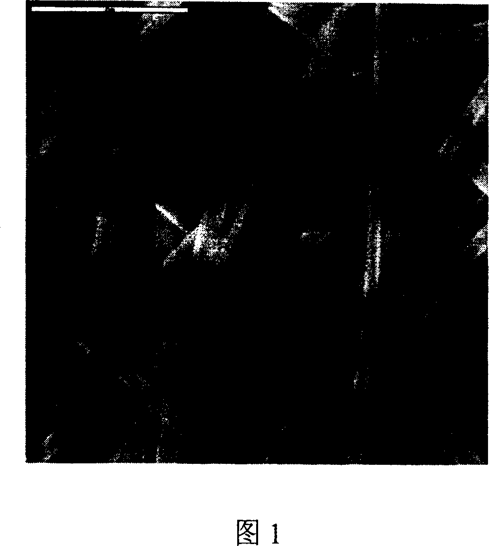 Antibacterial type blended electro spinning nanometer fiber membrane biological dressing and the preparing method thereof