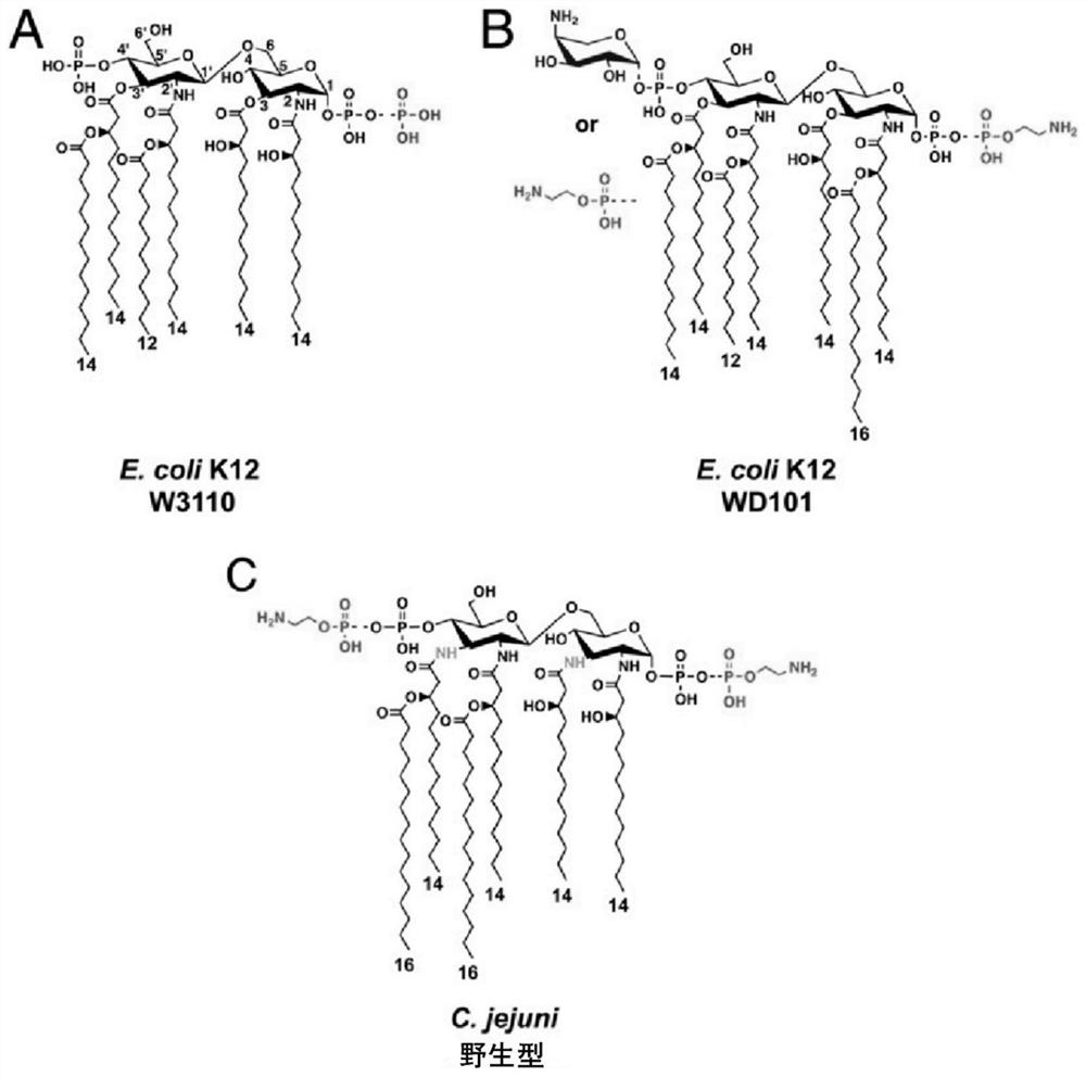 A method for analyzing endotoxin lipid a by liquid chromatography-mass spectrometry