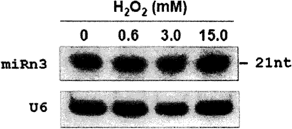 miRNA-n3 derived from rice and application thereof