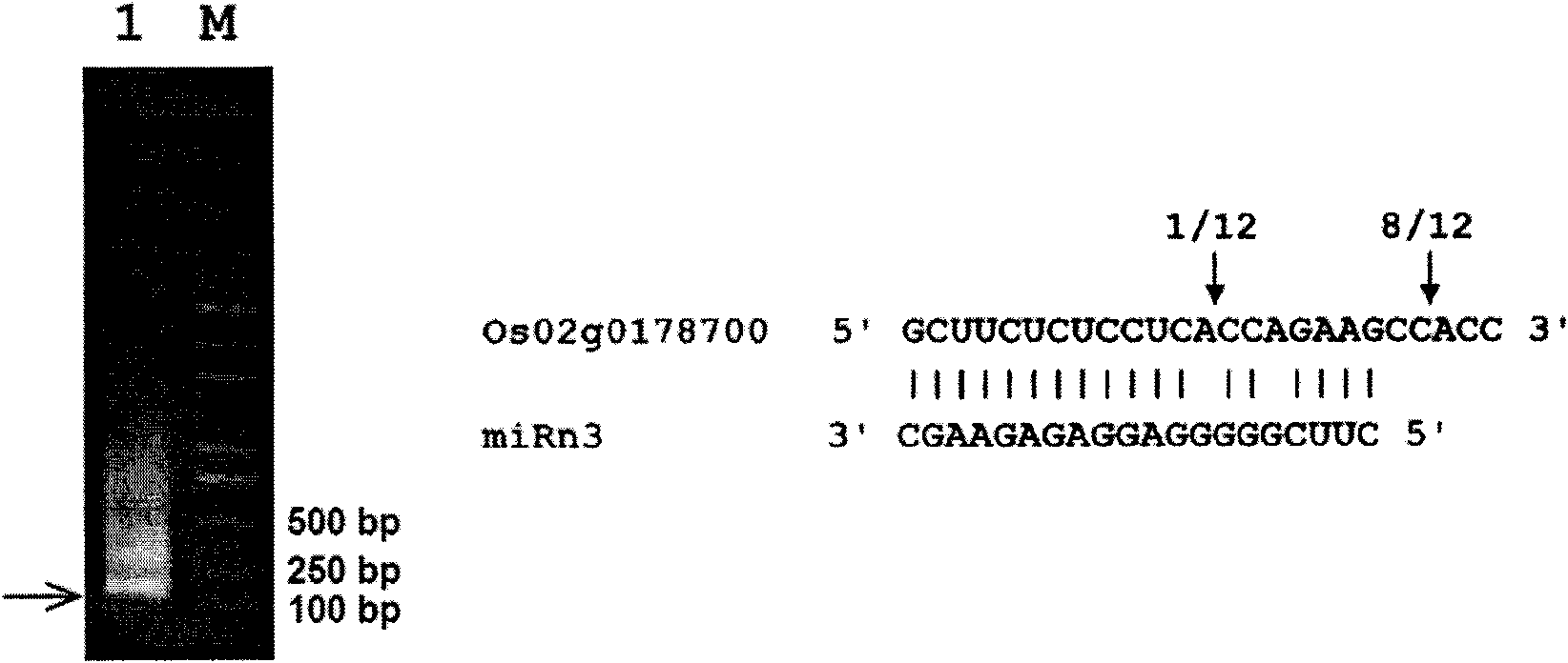 miRNA-n3 derived from rice and application thereof