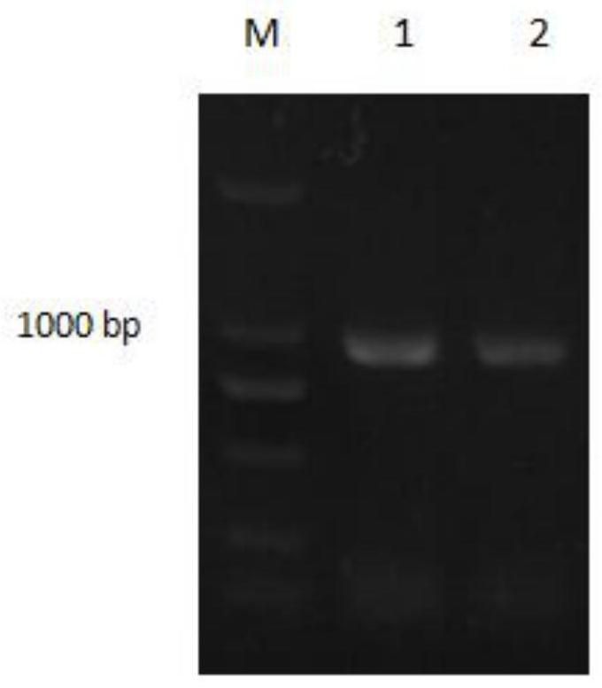 A kind of compound crucian carp itln protein and its preparation method and application