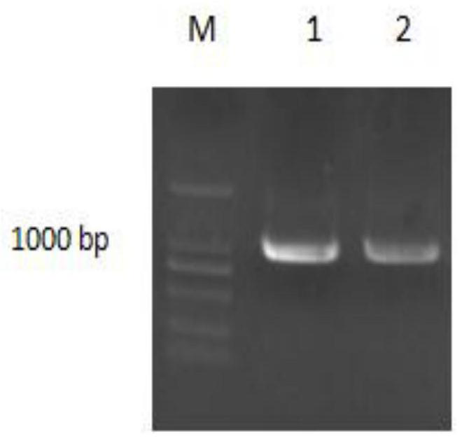 A kind of compound crucian carp itln protein and its preparation method and application