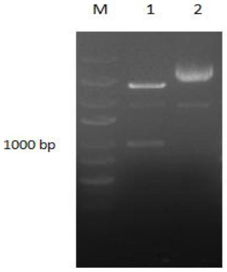 A kind of compound crucian carp itln protein and its preparation method and application