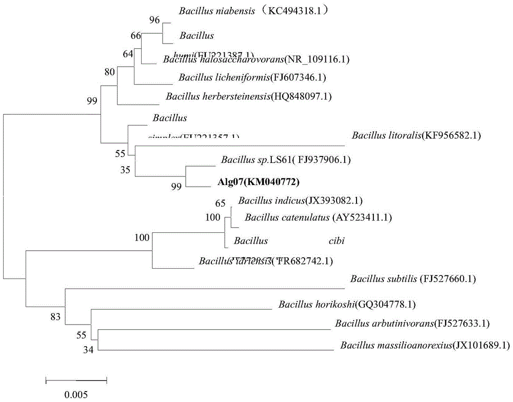 A strain of Bacillus producing alginate lyase and its application