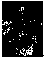 Tissue culture rapid propagation method for Cerasus xueluoensis C.H.Nan & X.R.Wang