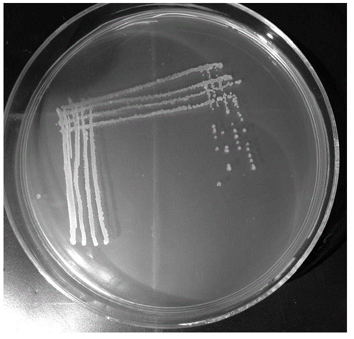 Maize root growth-promoting bacterium YM6 and application thereof