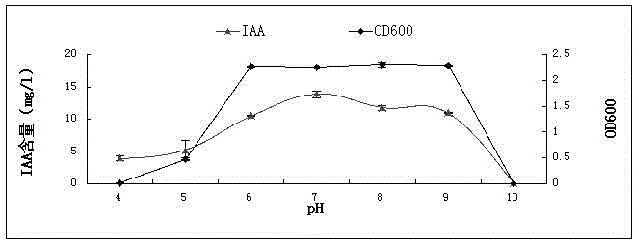 Maize root growth-promoting bacterium YM6 and application thereof