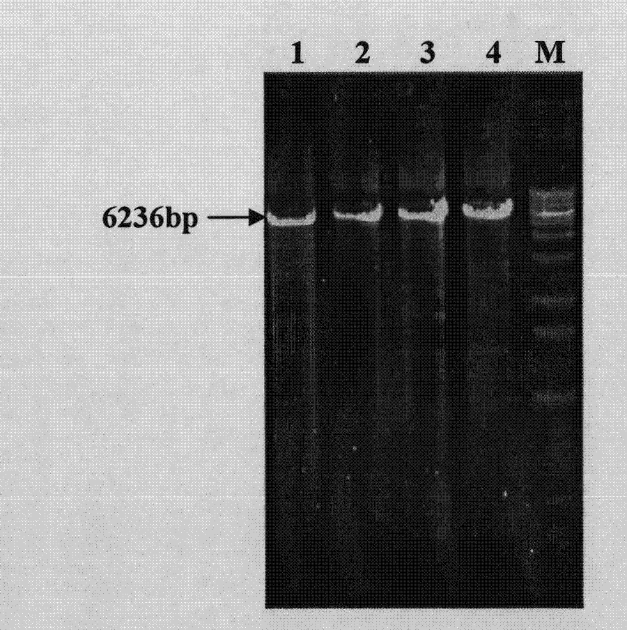 Targeted exogenous gene integration method