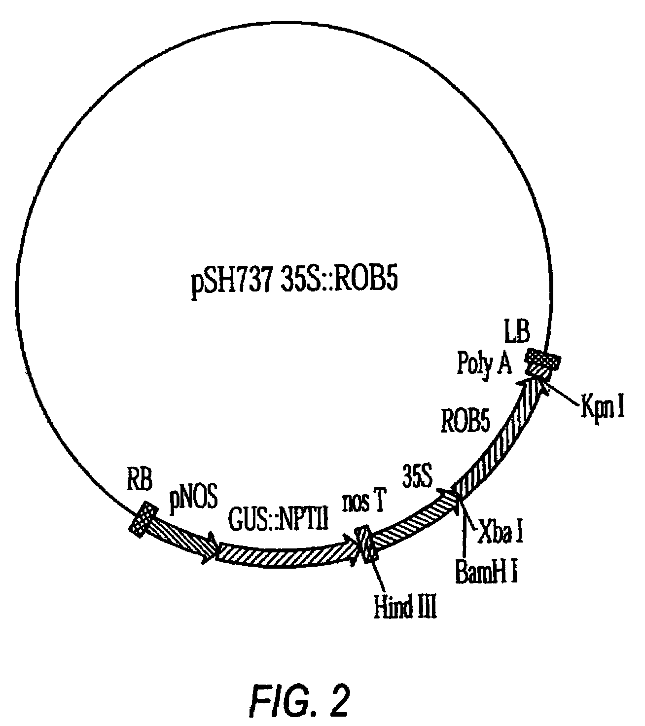 Plant stress tolerance genes, and uses therefor