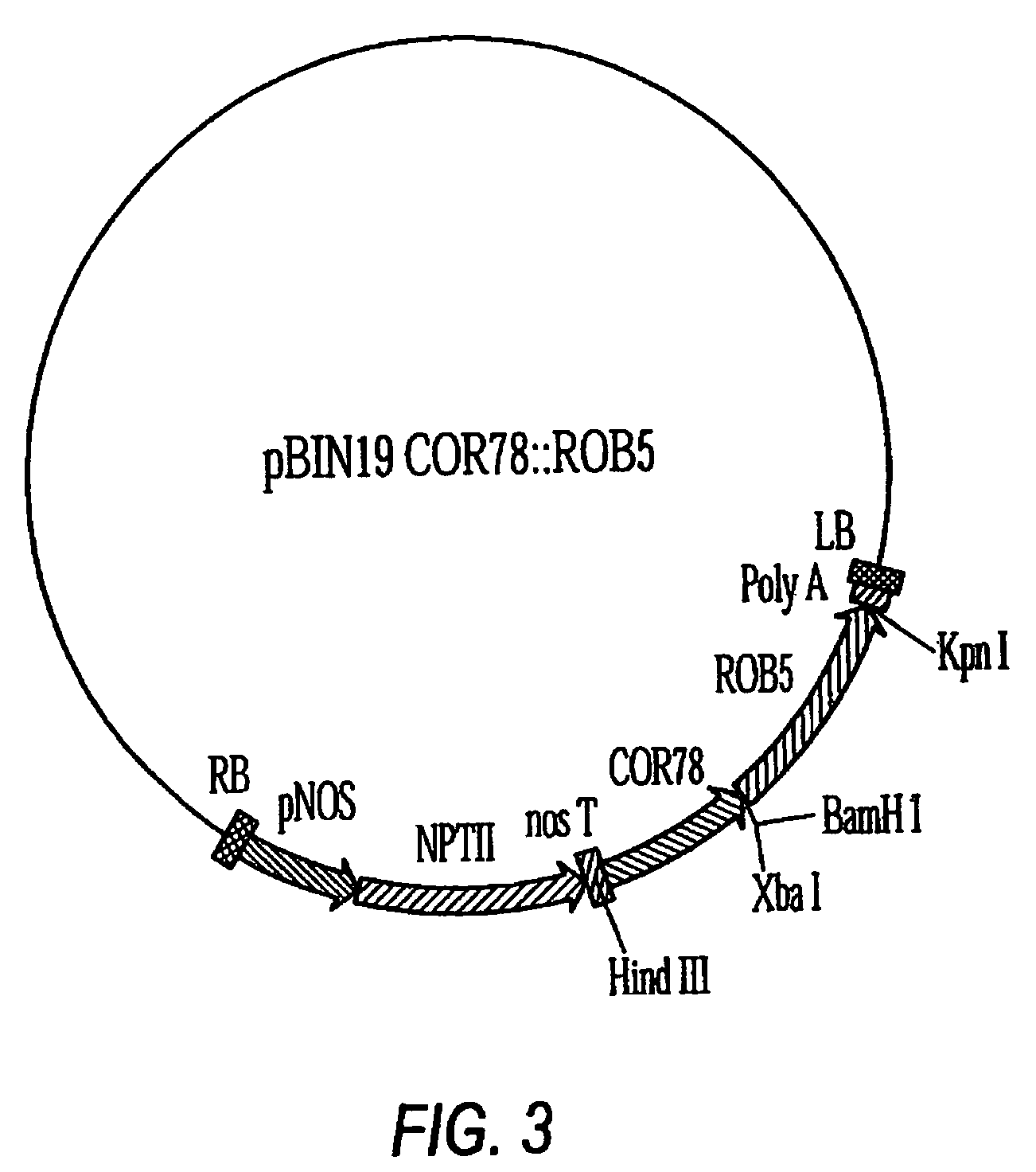 Plant stress tolerance genes, and uses therefor