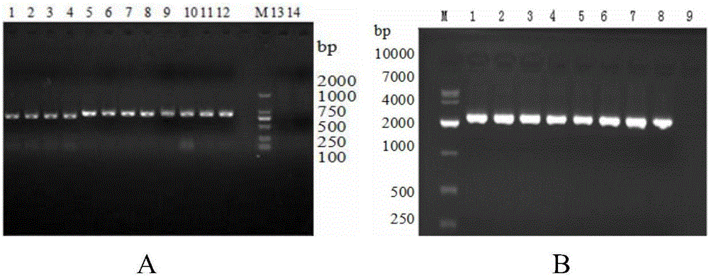 Genetic engineering subunit mixed vaccine as well as preparation method and application thereof