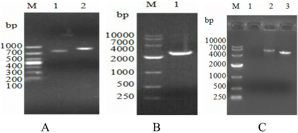 Genetic engineering subunit mixed vaccine as well as preparation method and application thereof