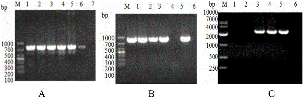 Genetic engineering subunit mixed vaccine as well as preparation method and application thereof